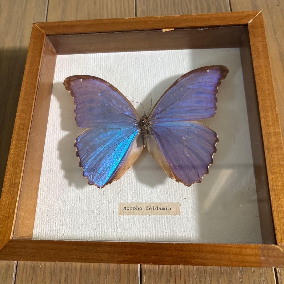 Morpho deidamia 蝶標本 木製フレーム付き