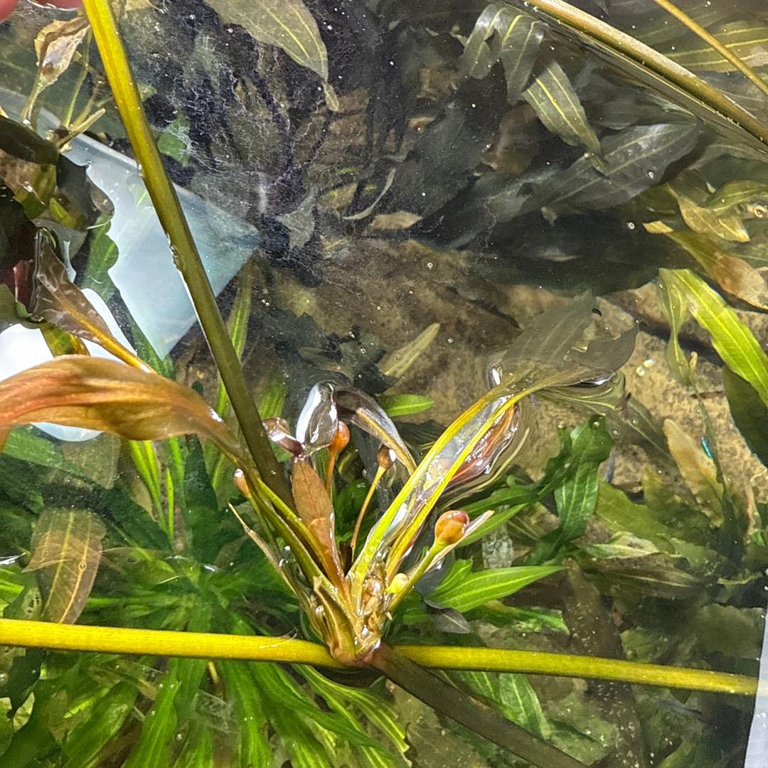 エキノドルス ホレマニー レッド③