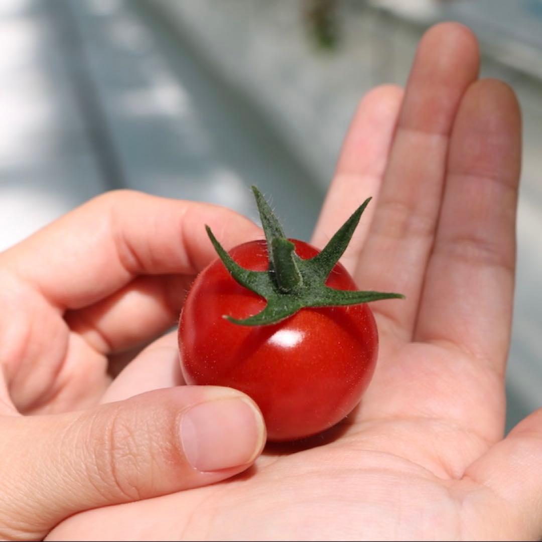 NOBLE ミニトマトジュース　青森県平川市