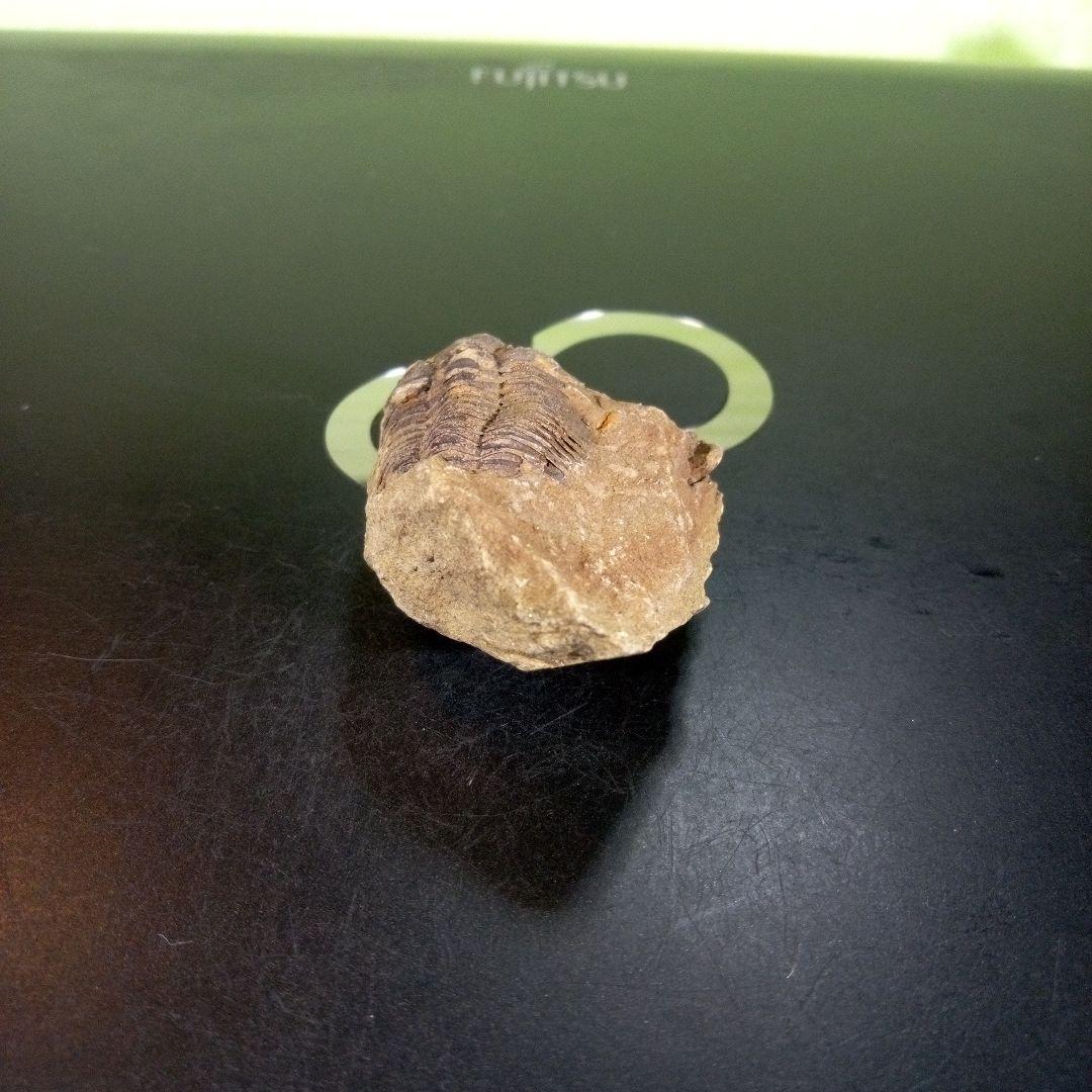 三葉虫　化石　ボリビア産　南アメリカ　trilobite　南米産fossil⑦