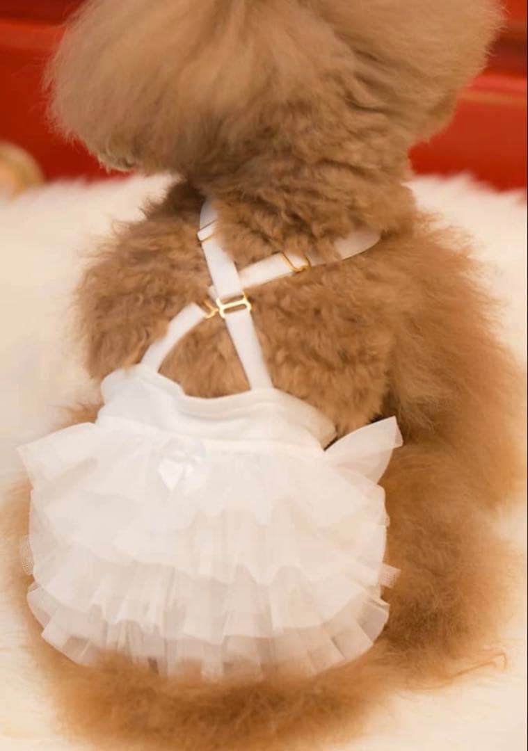 bul bu-bu ブルブブ　フリル付き　インナーパンツ　ホワイト犬服 小型犬用