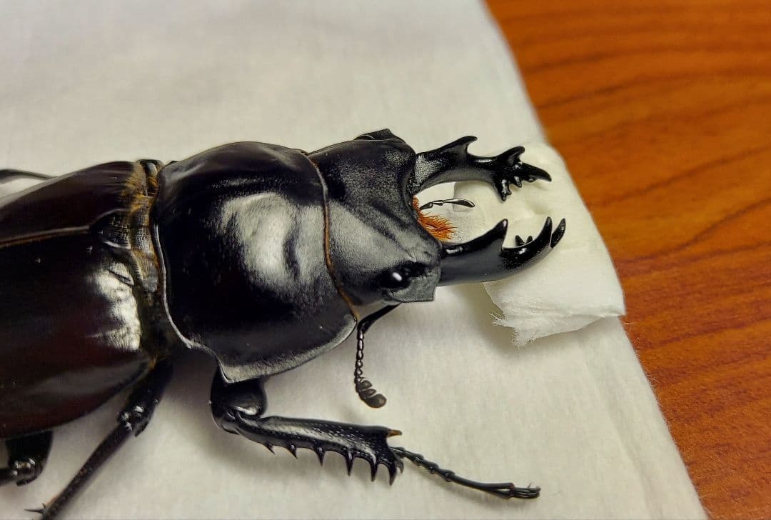 ヤエヤママルバネ　61mmup　ペア