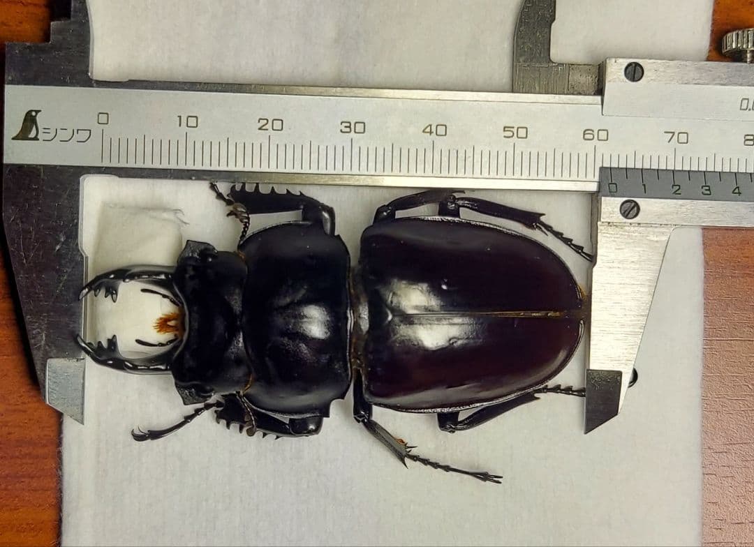 ヤエヤママルバネ　61mmup　ペア