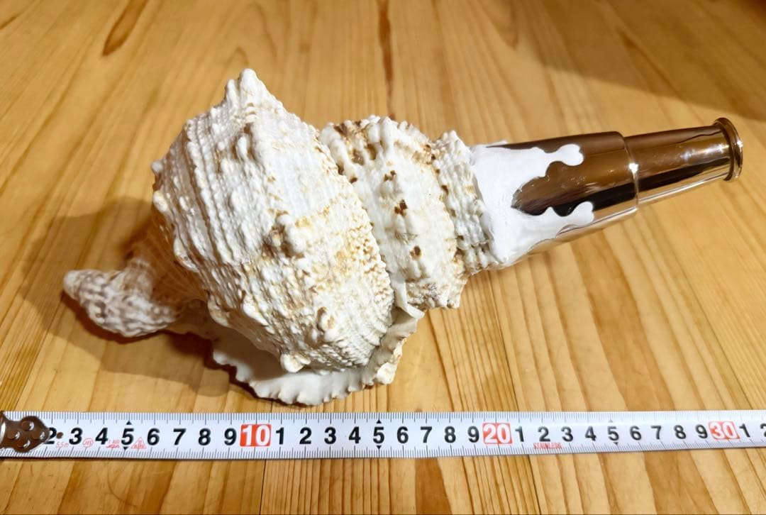 法螺貝　ほら貝　ホラガイ❣️