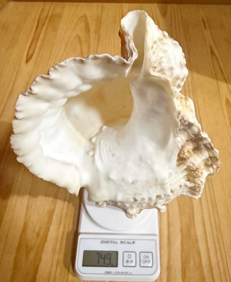 法螺貝　ほら貝　ホラガイ❣️