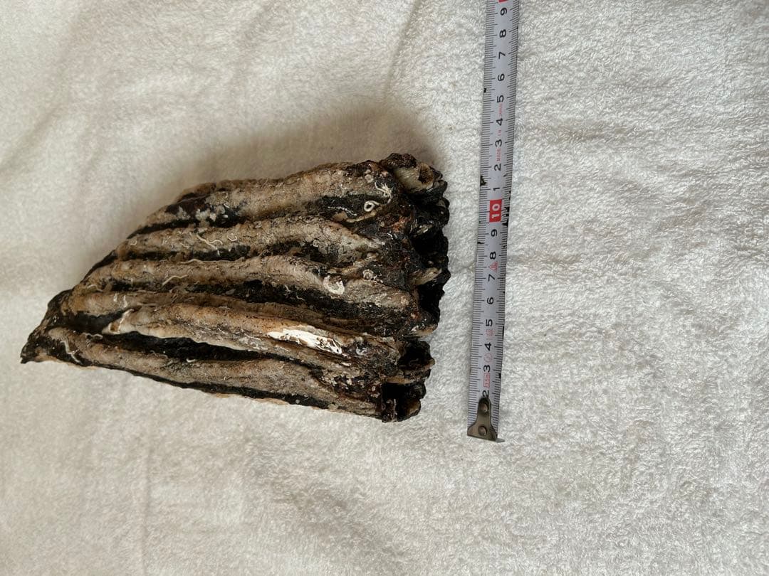 マンモス　ナウマンゾウ　化石　臼歯