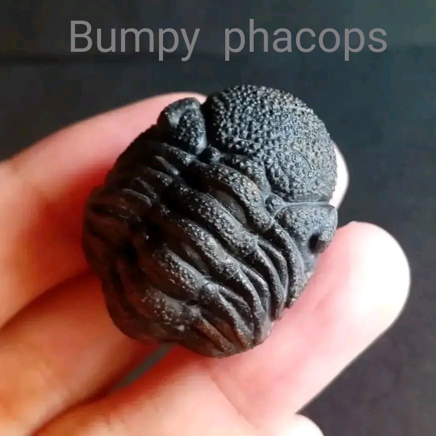 化石　標本　三葉虫　モロコプス　torkozensis