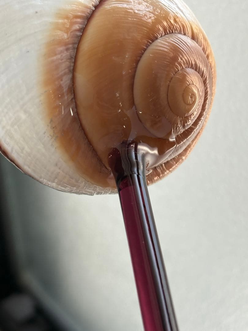 シェルグラス インテリア アクセサリースタンド