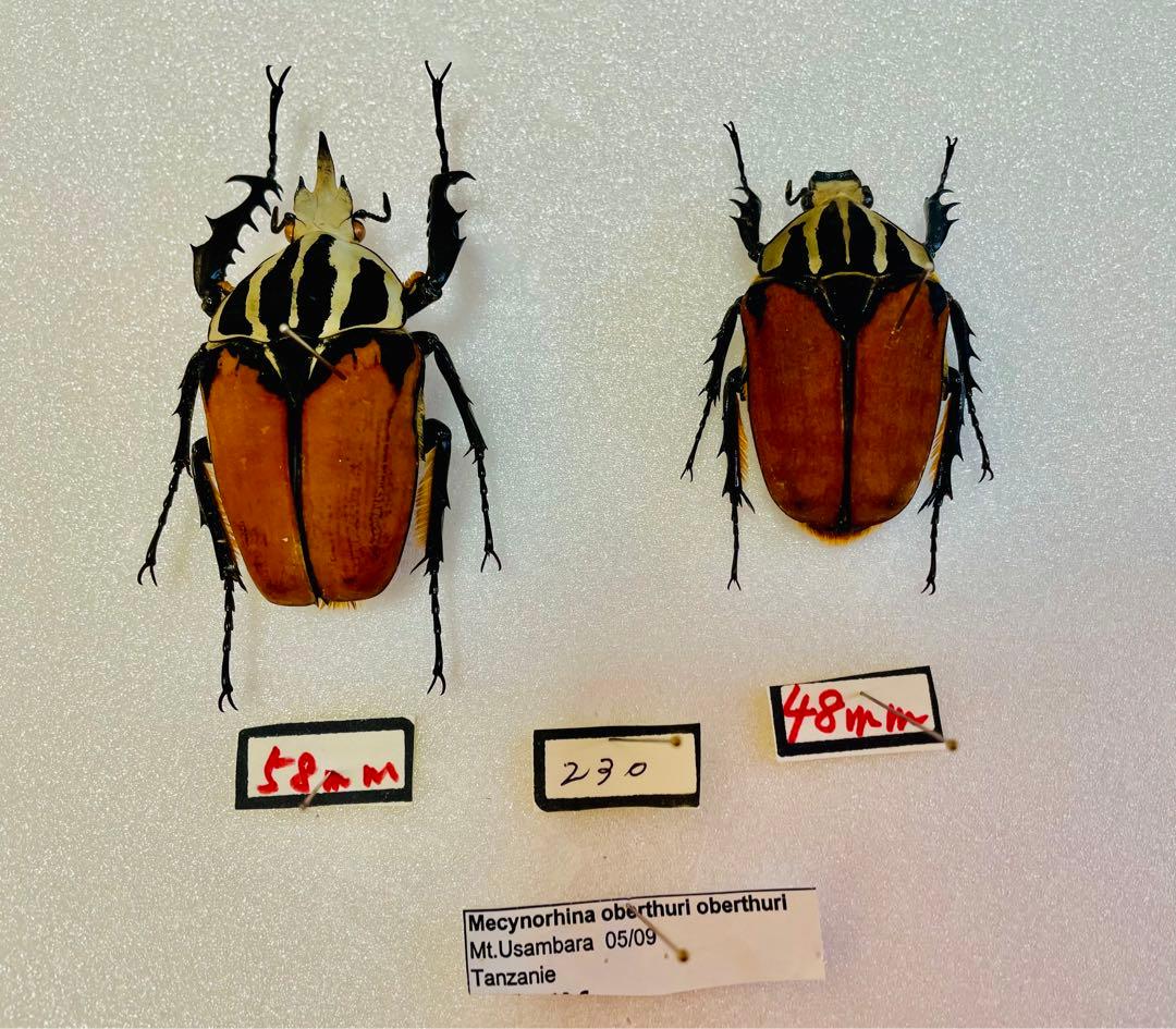 タンザニア産オーベルチュールオオツノカナブン