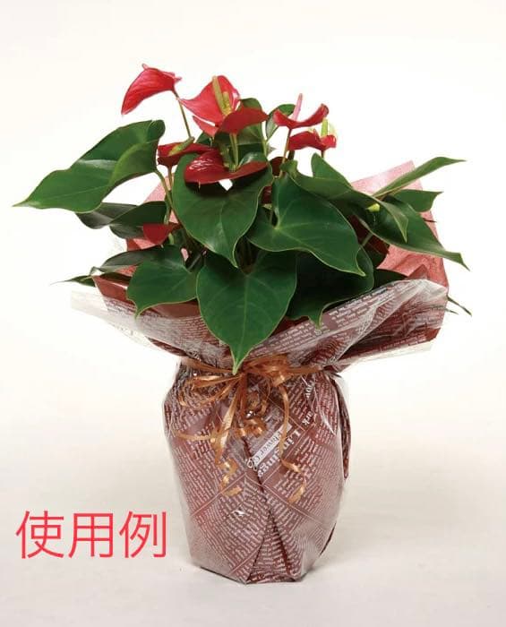 ラッピング　OPP製フィルムロール　セロファン　オーダー用