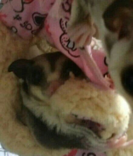 モモンガハウス(パンダ読書柄)ボア茶色  1900円