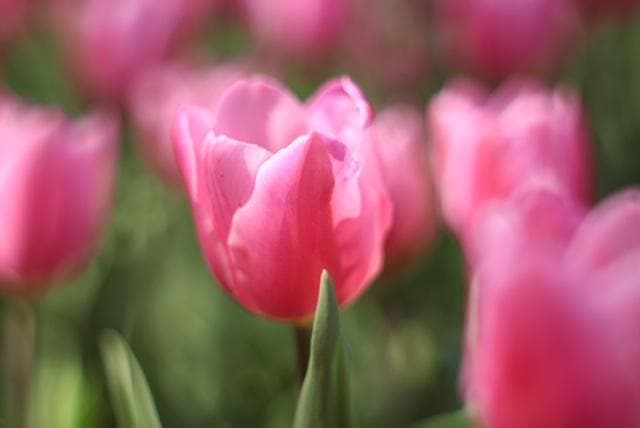 PENTAX SMC Takumar 55mm F1.8 宝石レンズ リングボケ