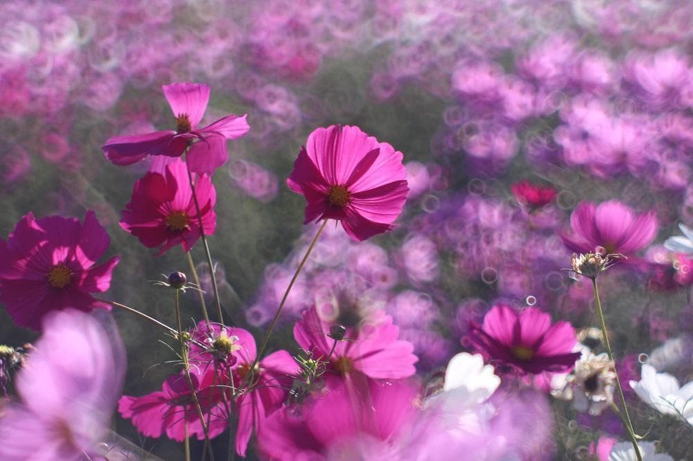 PENTAX SMC Takumar 55mm F1.8 宝石レンズ リングボケ