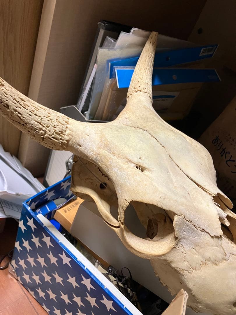 頭骨　頭蓋骨　ウシ　牛　種名 Bos taurus ※条約などには抵触しない種類