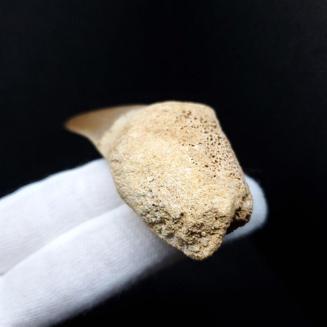 歯根付き モササウルス 化石 歯 本物 モロッコ産 68.94mm mos88