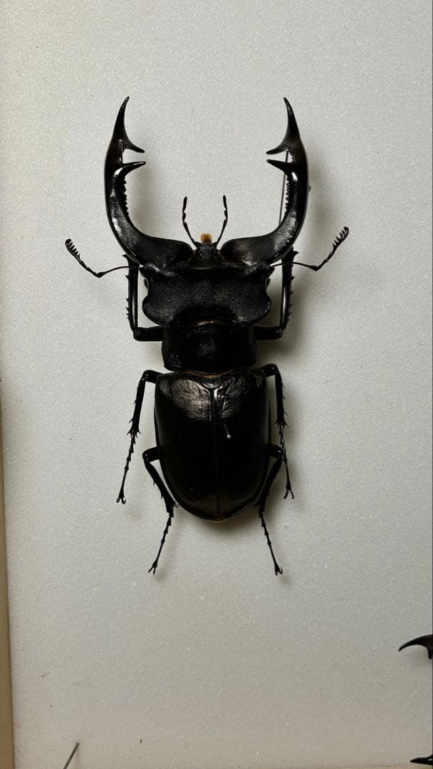 昆虫標本　大型ヨーロッパミヤマ2亜種セット 飼育個体