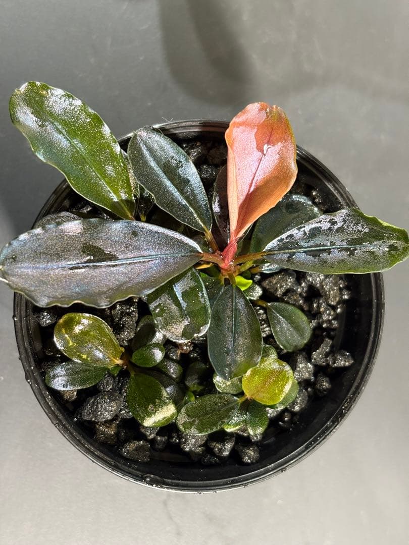 水草 Bucephalandra sp. Blue Melon