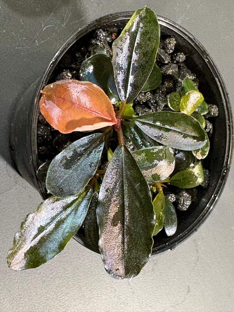 水草 Bucephalandra sp. Blue Melon