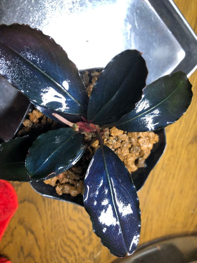 水草 Bucephalandra sp. Blue Melon