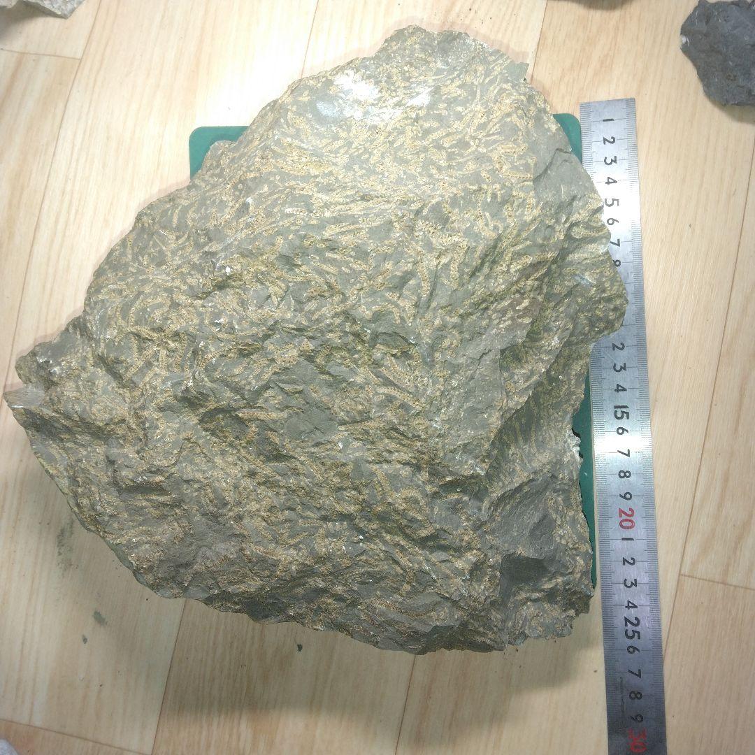 北海道初山別村産　クモヒトデ化石　密集標本　貴重標本　化石