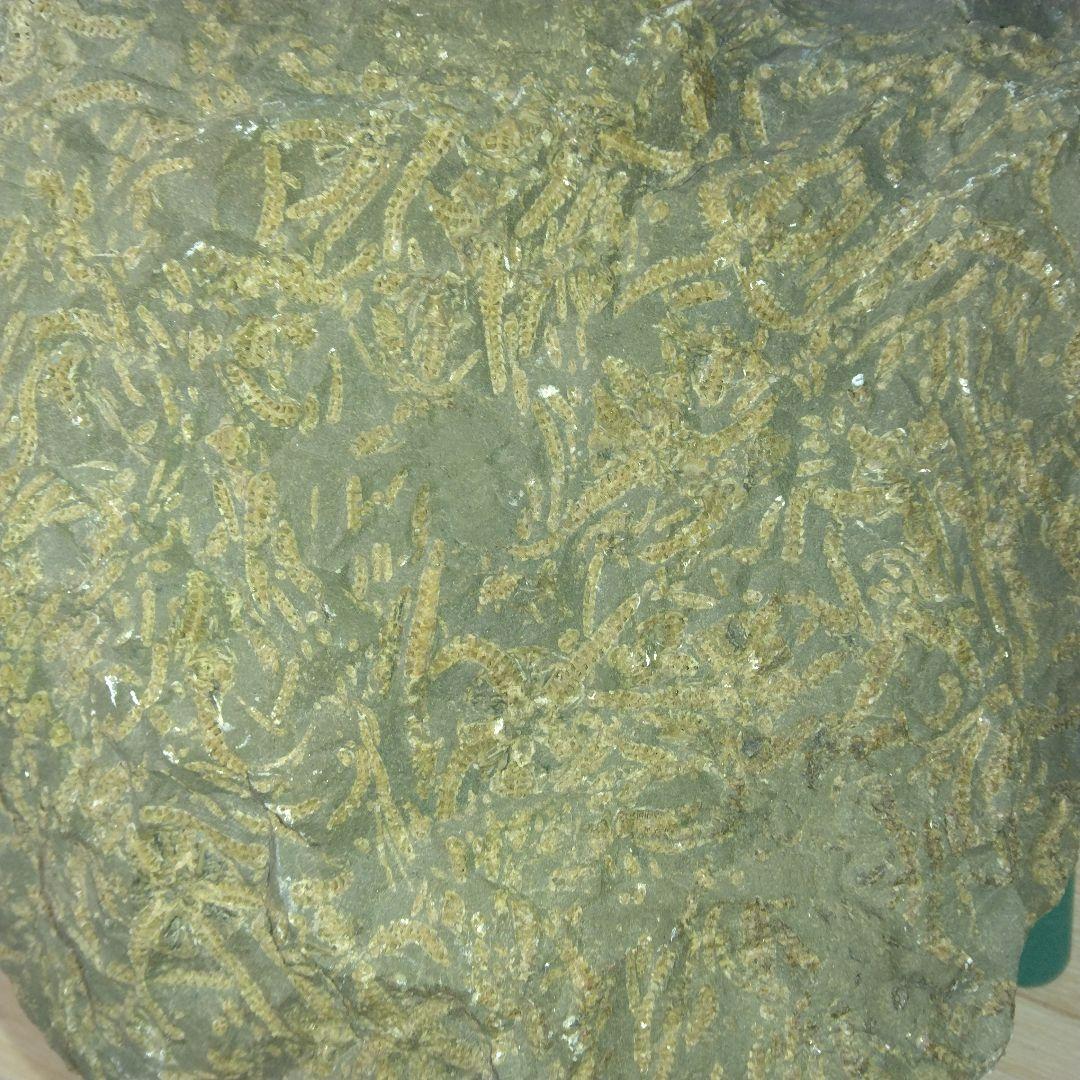 北海道初山別村産　クモヒトデ化石　密集標本　貴重標本　化石