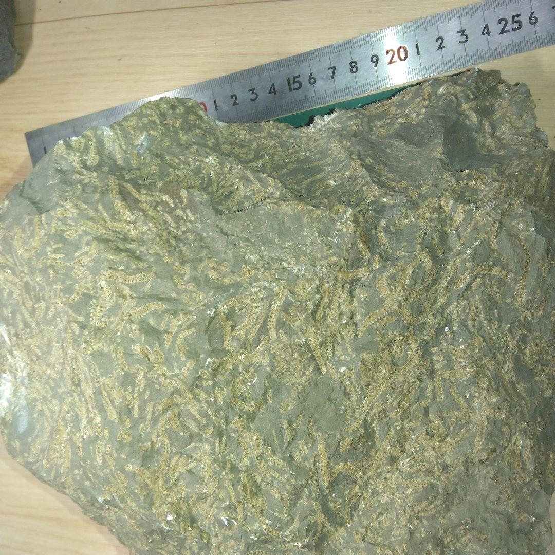 北海道初山別村産　クモヒトデ化石　密集標本　貴重標本　化石