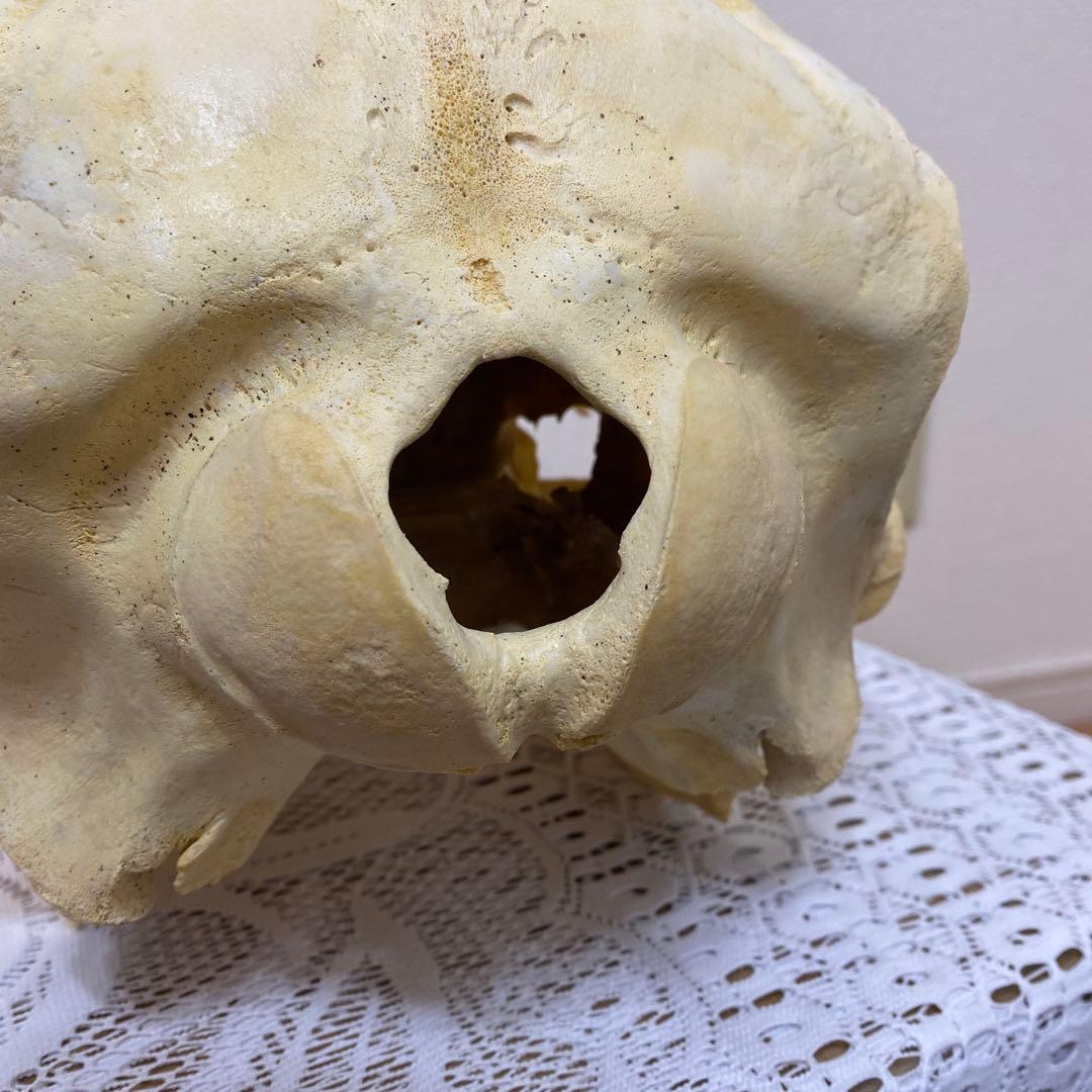 超希少種　シワハイルカ　頭骨　標本　海棲生物　いるか　イルカ
