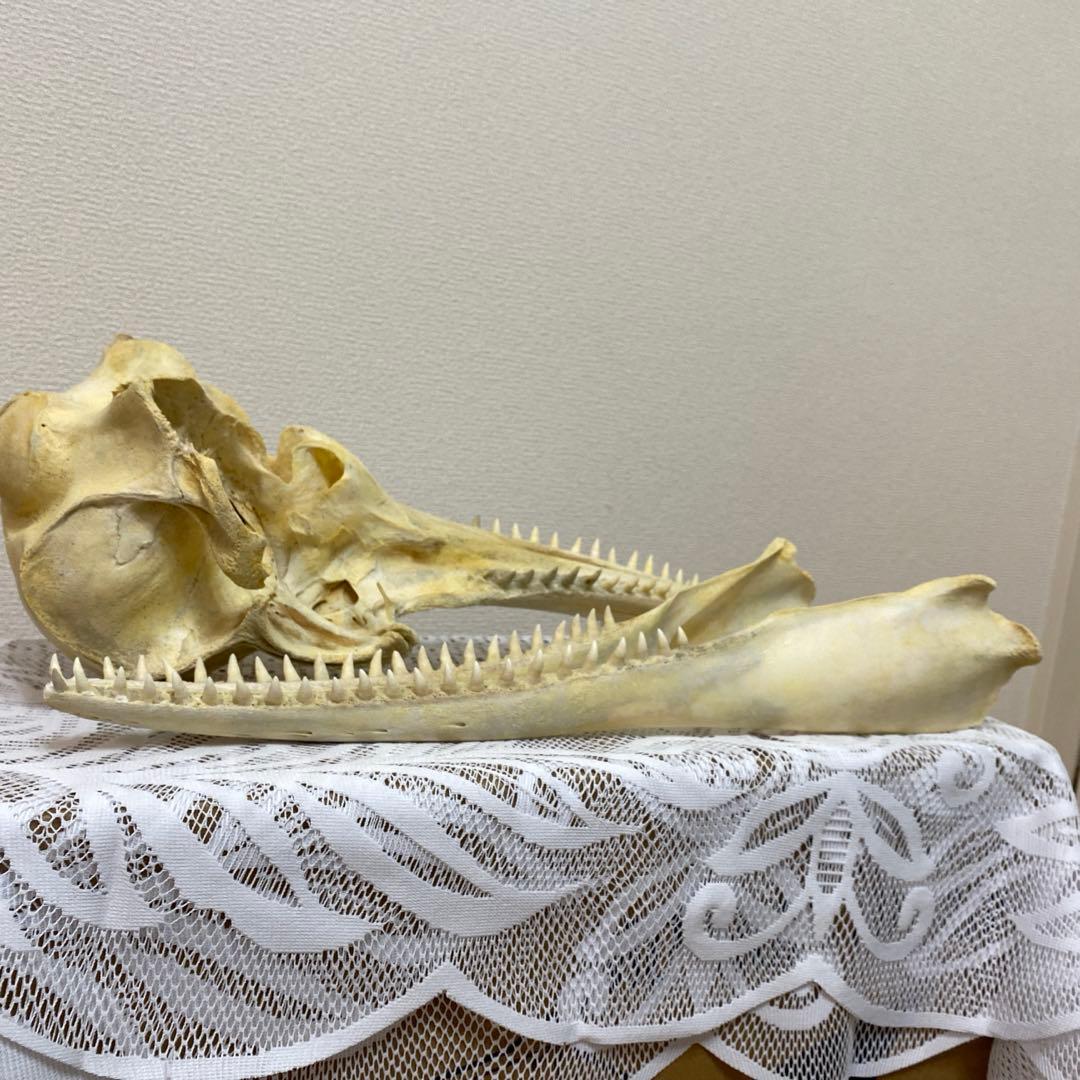 超希少種　シワハイルカ　頭骨　標本　海棲生物　いるか　イルカ