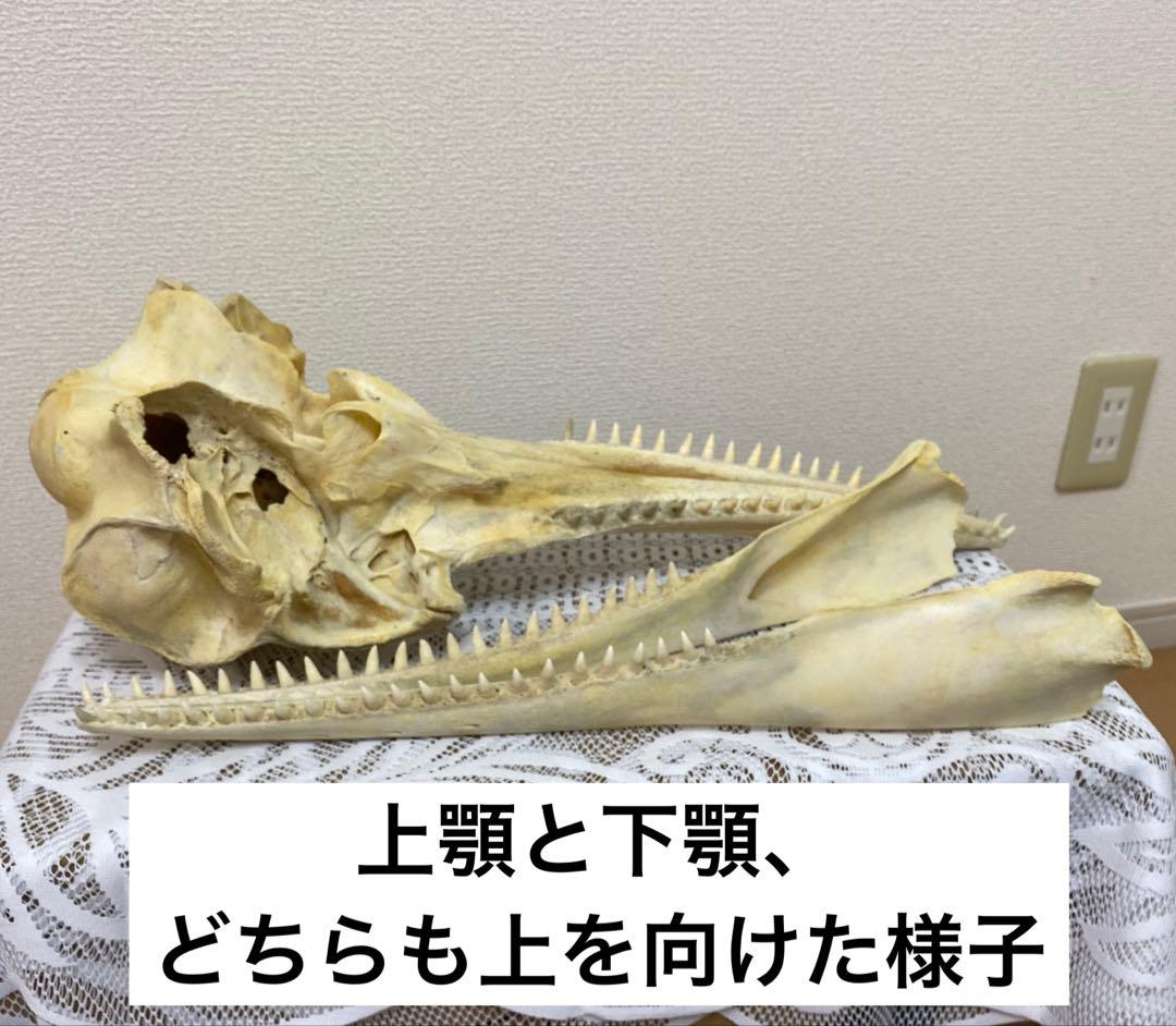 超希少種　シワハイルカ　頭骨　標本　海棲生物　いるか　イルカ