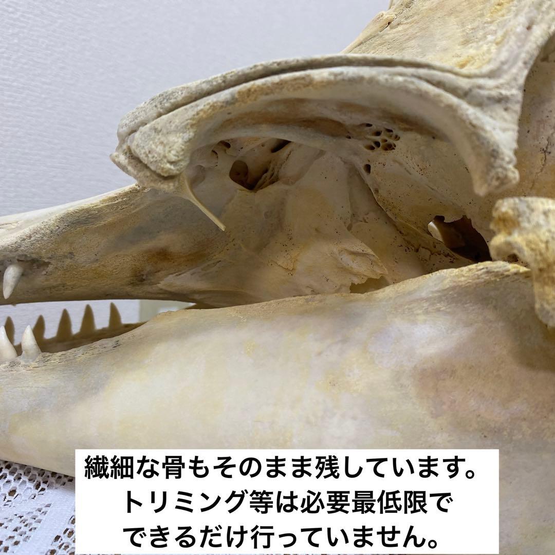 超希少種　シワハイルカ　頭骨　標本　海棲生物　いるか　イルカ