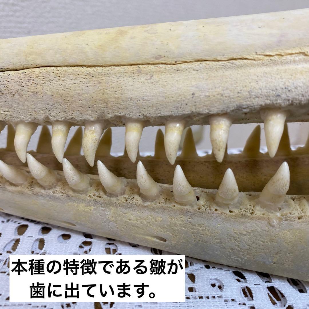 超希少種　シワハイルカ　頭骨　標本　海棲生物　いるか　イルカ