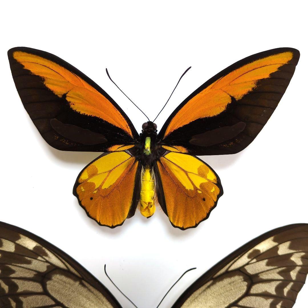 蝶標本　アカメガネトリバネアゲハ　ペア