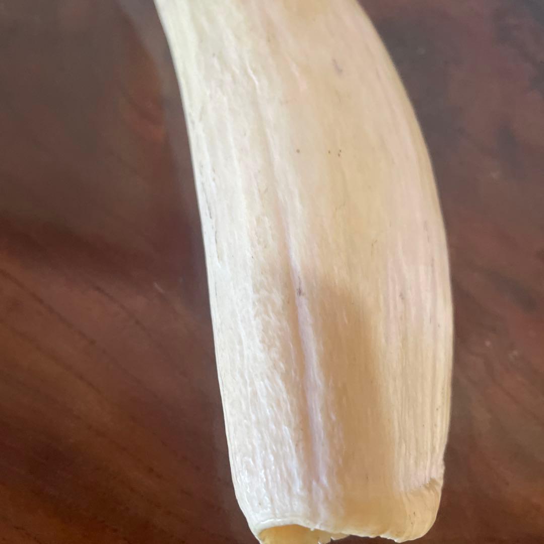鯨の歯 約20cm 約440g クジラの歯