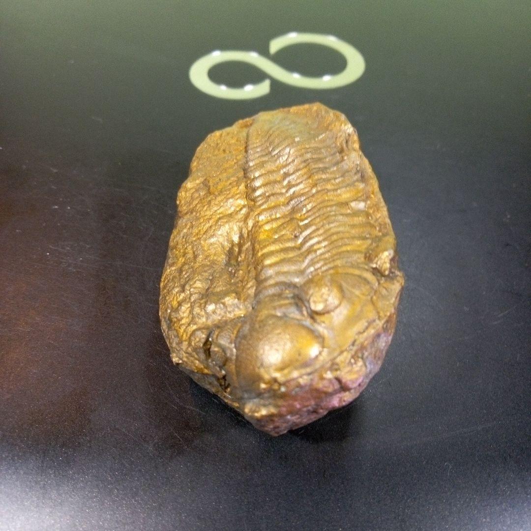 三葉虫　化石　fossil　ボリビア産　レア　Fossil管理③