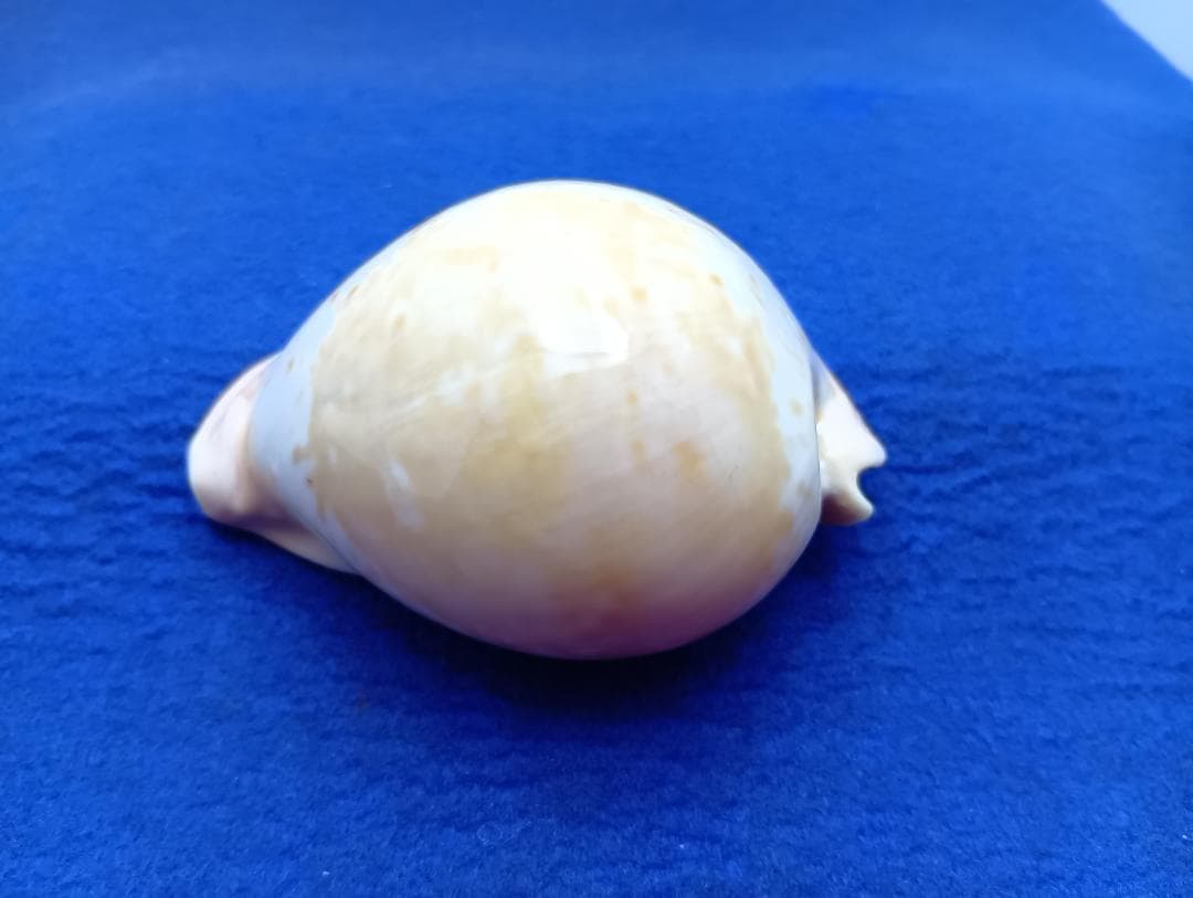 貝標本ウスアカネダカラ