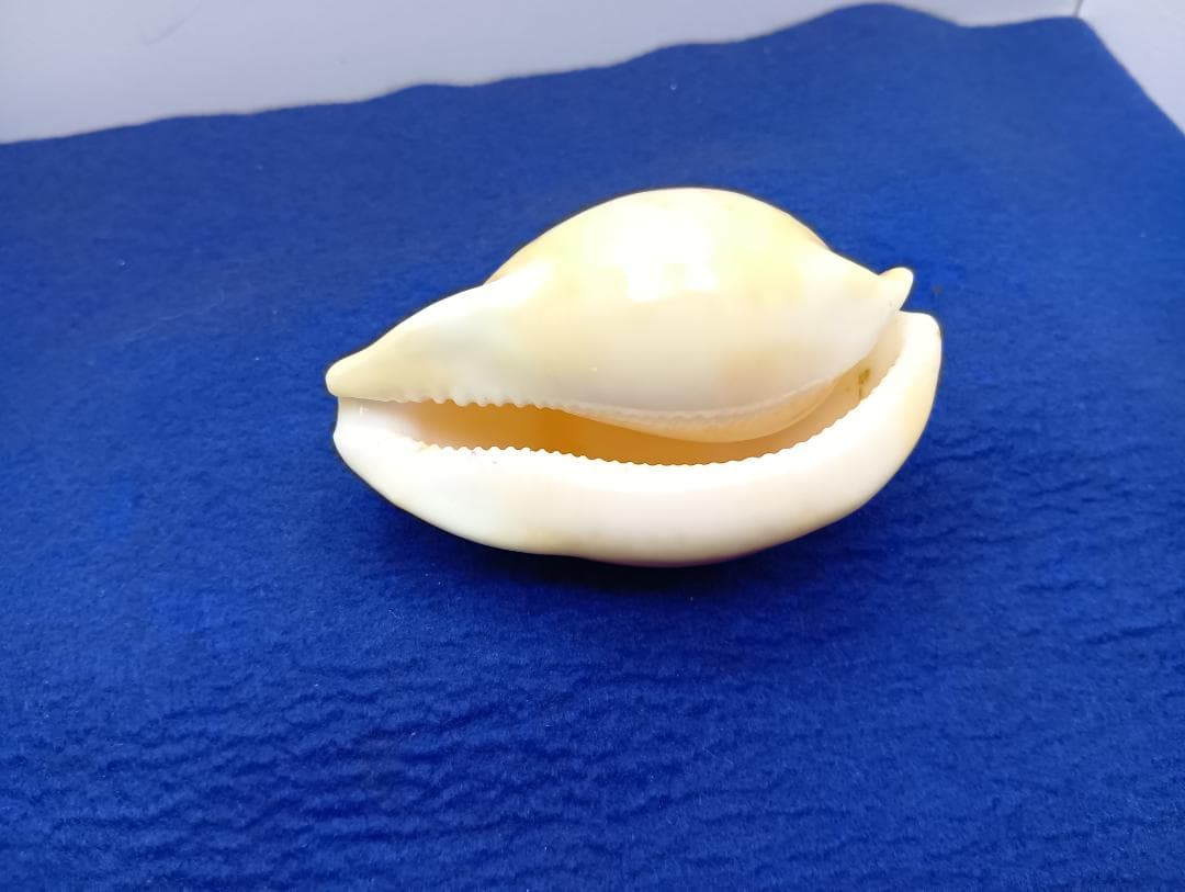 貝標本ウスアカネダカラ