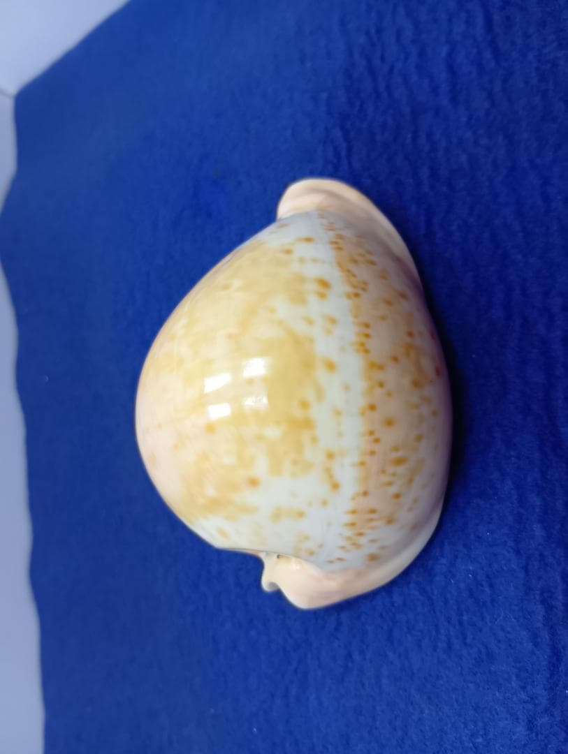 貝標本ウスアカネダカラ