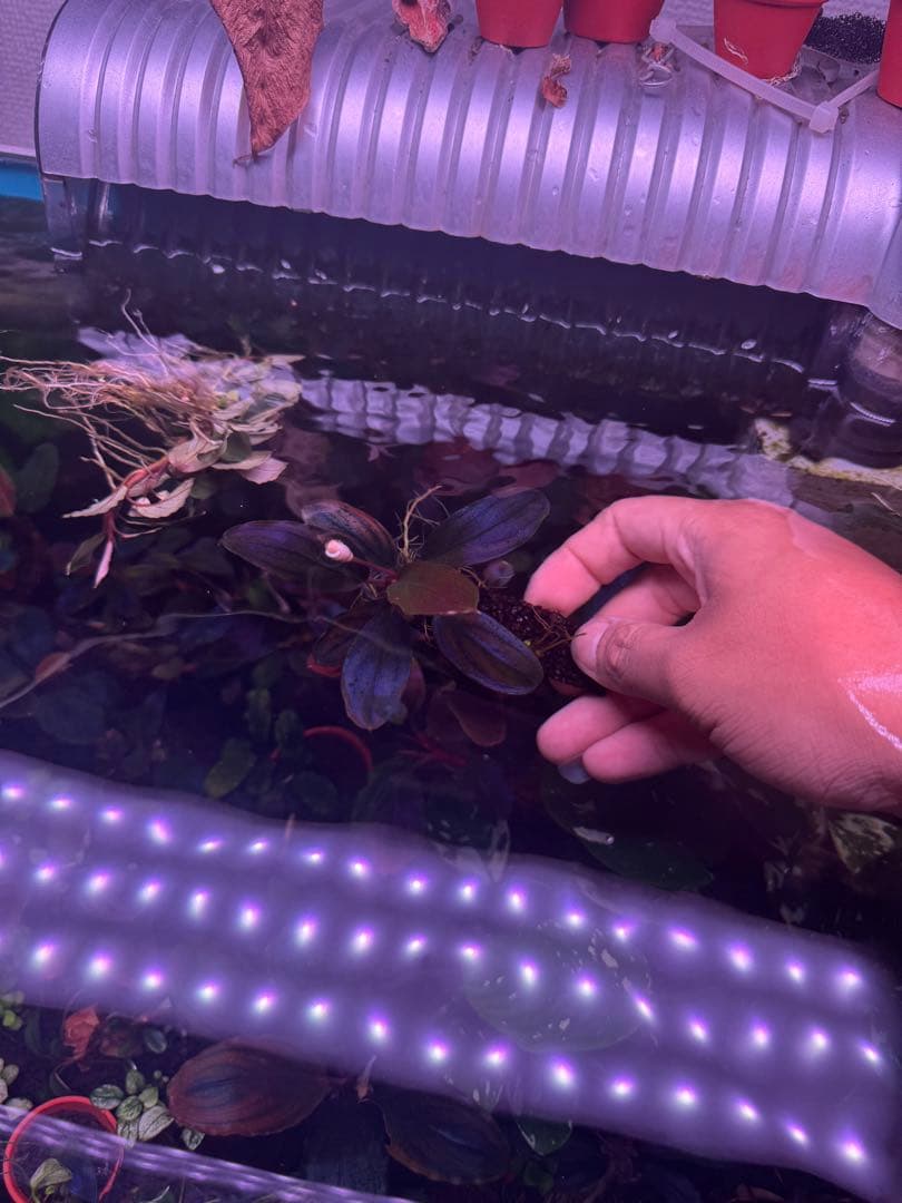 数量限定ブセファランドラsp. ギャラクシーメタリックパープル　大株　完全水中葉