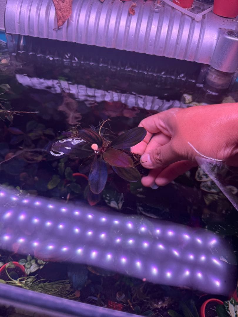 数量限定ブセファランドラsp. ギャラクシーメタリックパープル　大株　完全水中葉