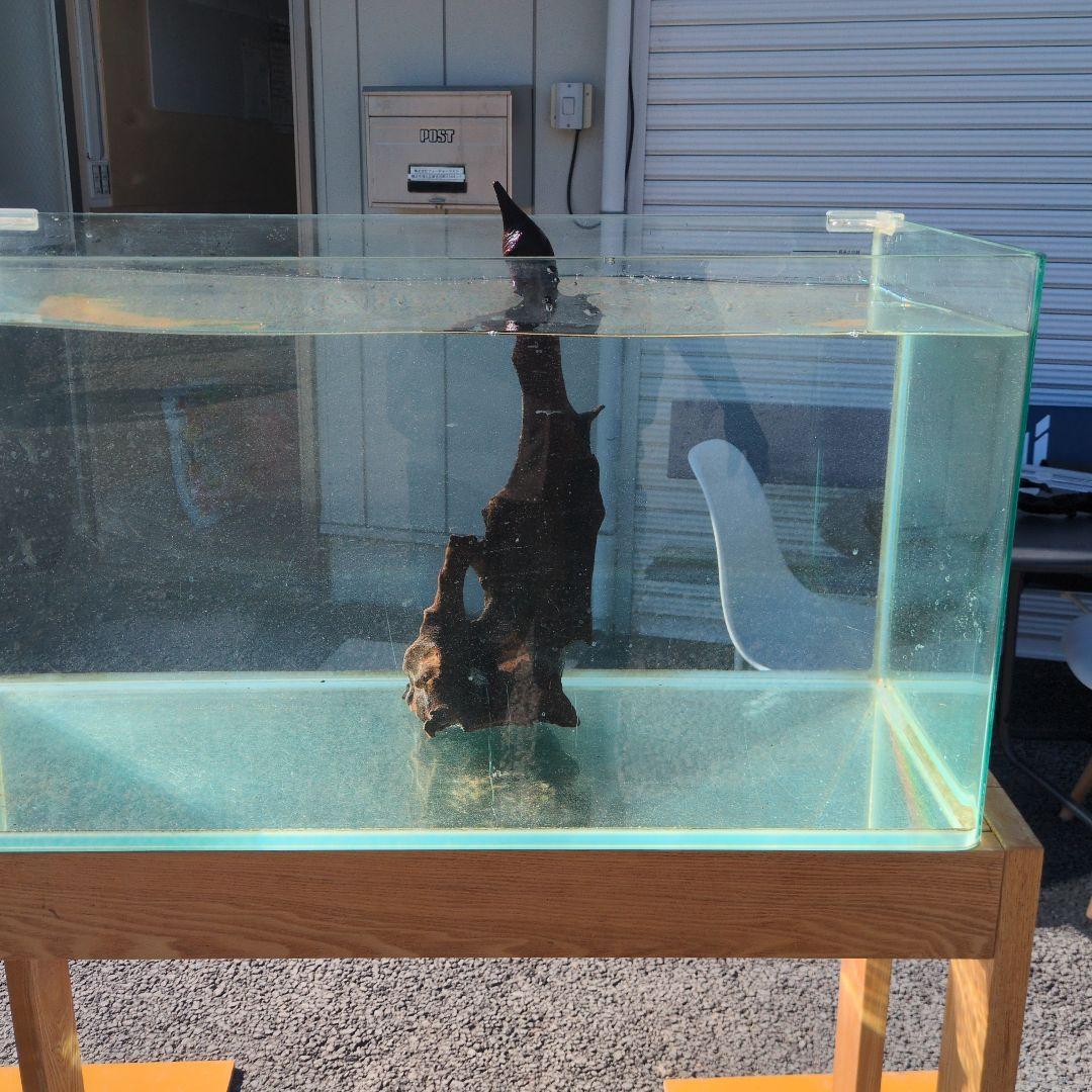 沈水済み中型天然木流木