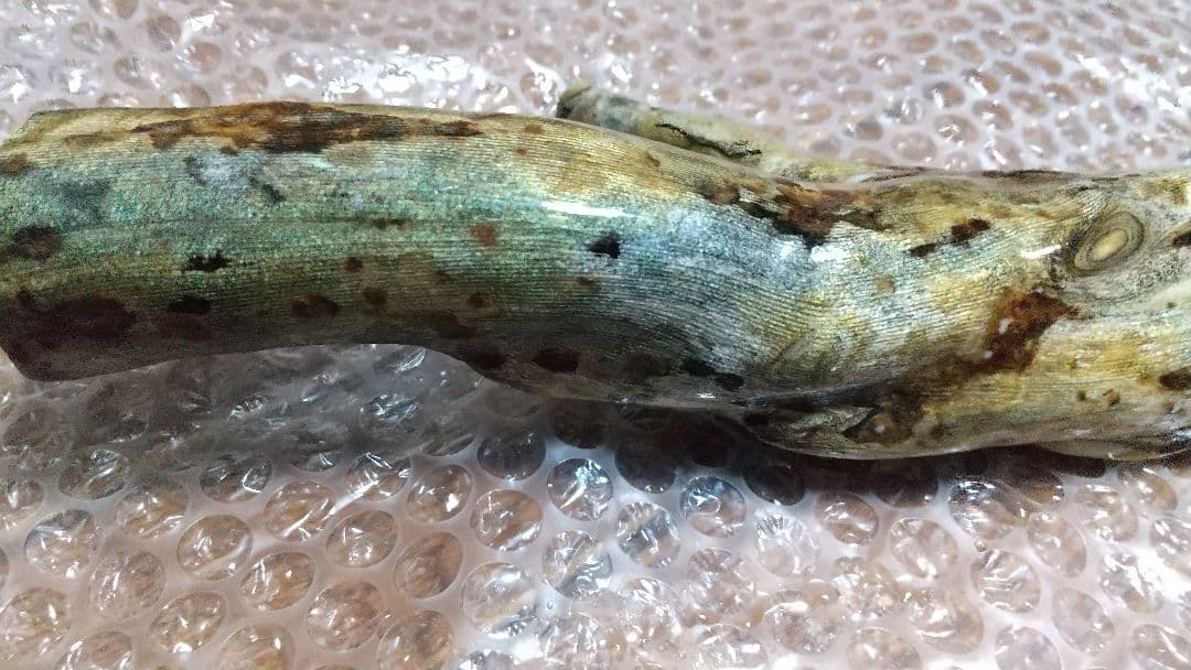 【弥生 6/5】深海松　レインボーコーラル　虹色珊瑚【大 650g】原木