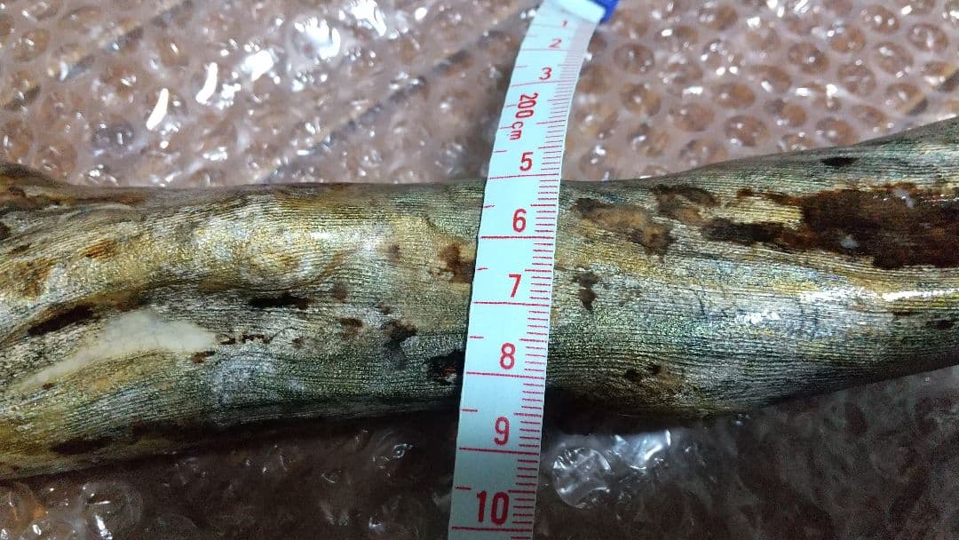 【弥生 6/5】深海松　レインボーコーラル　虹色珊瑚【大 650g】原木