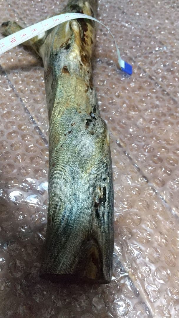 【弥生 6/5】深海松　レインボーコーラル　虹色珊瑚【大 650g】原木