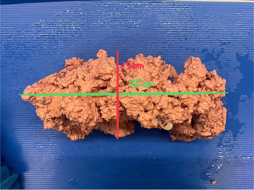 人工ライブロック　No.41. 無害化処理済