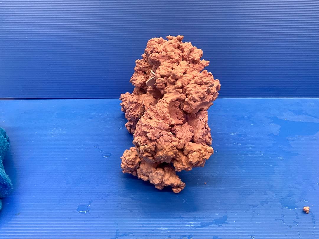 人工ライブロック　No.41. 無害化処理済