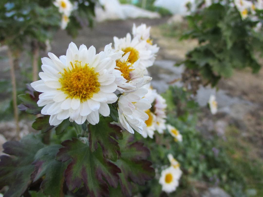 実写⭕️訳アリ【動作確認済】Canon IXY 200 PC2333 デジカメ