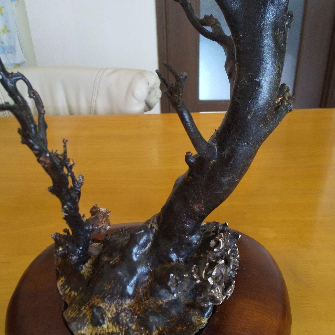 美品 未使用 貴重 海松 黒珊瑚 原木 周囲約10センチ