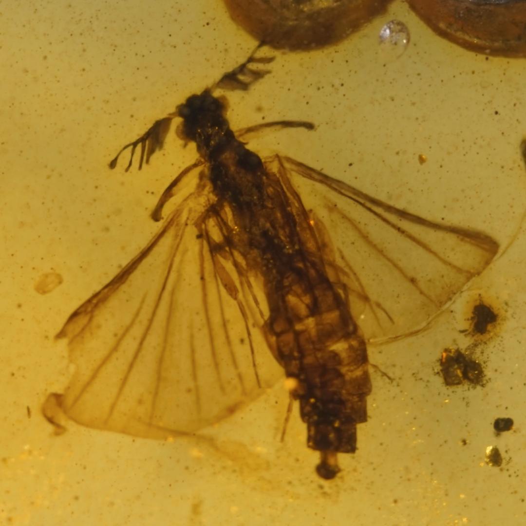 レア極上品 TT0102虫入り琥珀化石　ミャンマーカムティかタナイ9900万年前