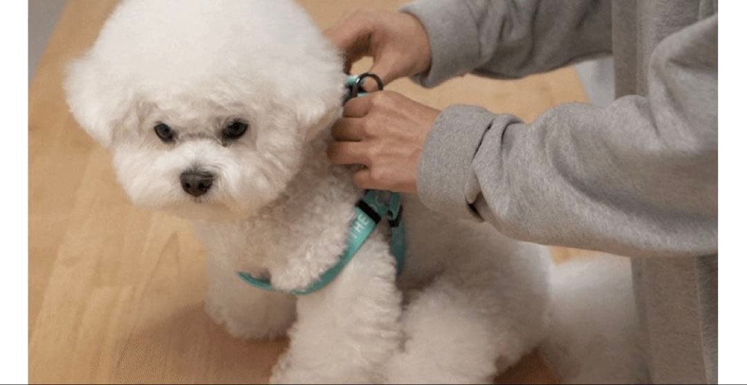 PAT THE DOG リード　ハーネス　2点セット　ティファニーブルー　犬