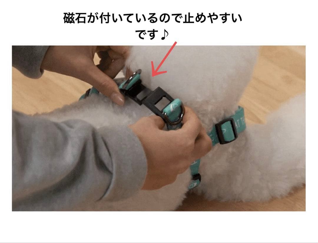 PAT THE DOG リード　ハーネス　2点セット　ティファニーブルー　犬